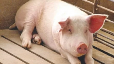 Photo of بعد ظهوره في الصين .. 6 أعراض غير متوقعة لـ إنفلونزا الخنازير
