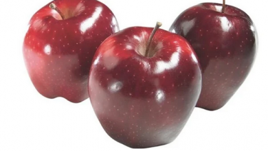 Photo of خبيرة تغذية توضح فوائد تناول التفاح الأحمر