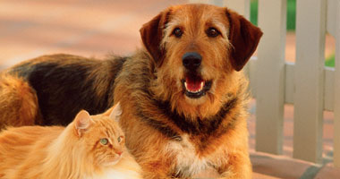 Photo of فرو القطط والكلاب يصيبك بعدوى كورونا