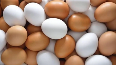 Photo of فيتامينات مضاعفة.. فوائد مذهلة لـ البيض الأورجانيك